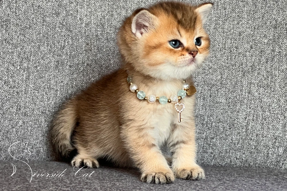 Skót állófülű macska - Black Golden Shaded színnel