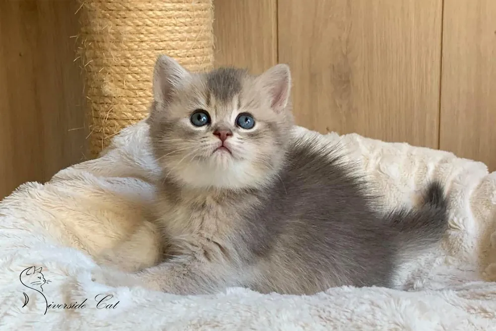 Brit macska - Blue Golden Shaded színnel