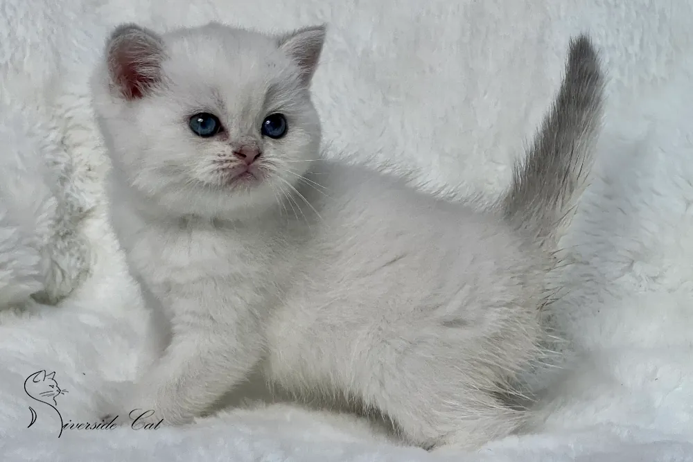 Skót állófülű macska - Blue Golden Shaded Point színnel