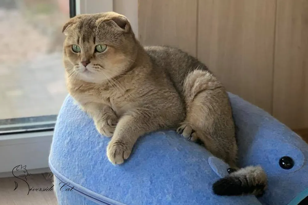 Skót lógófülű macska - Black Golden Ticked Tabby színnel