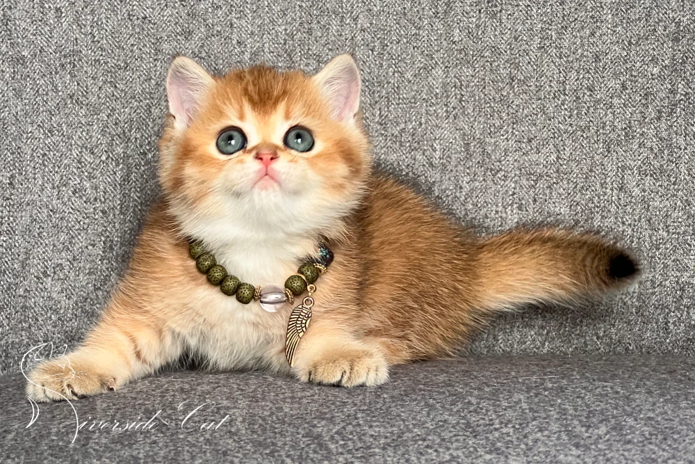 Skót állófülű macska - Chocolate Golden Shaded színnel