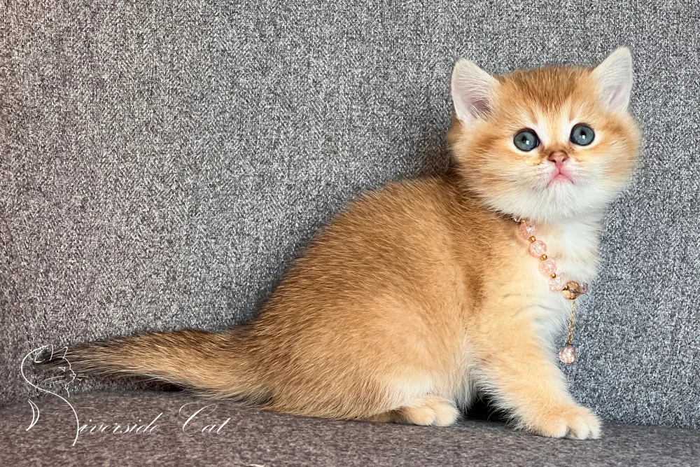 Skót állófülű macska - Black Golden Shaded színnel