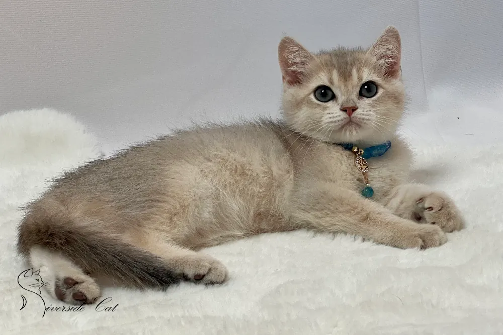 Skót állófülű macska - Blue Golden Shaded színnel