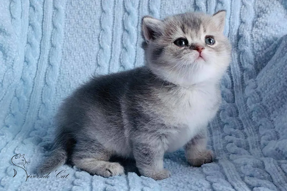 Brit macska - Blue Golden Shaded színnel