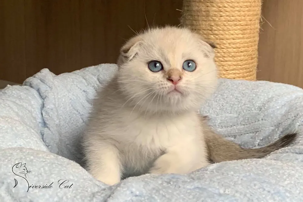 Skót lógófülű macska - Black Golden Shaded Point színnel