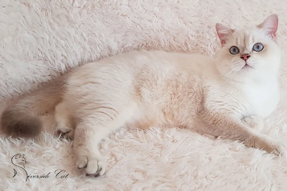 Brit macska - Lilac Golden Shaded Point színnel