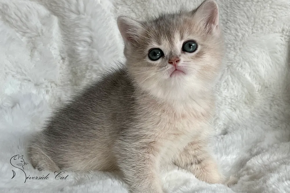 Brit macska - Blue Golden Shaded színnel