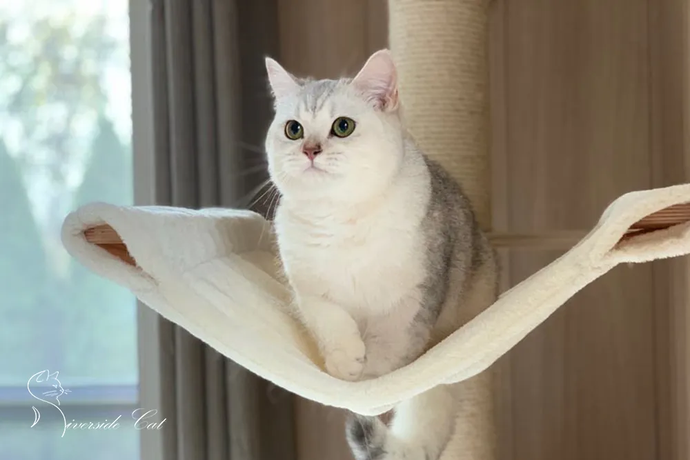 Brit macska - Black Silver Shaded színnel