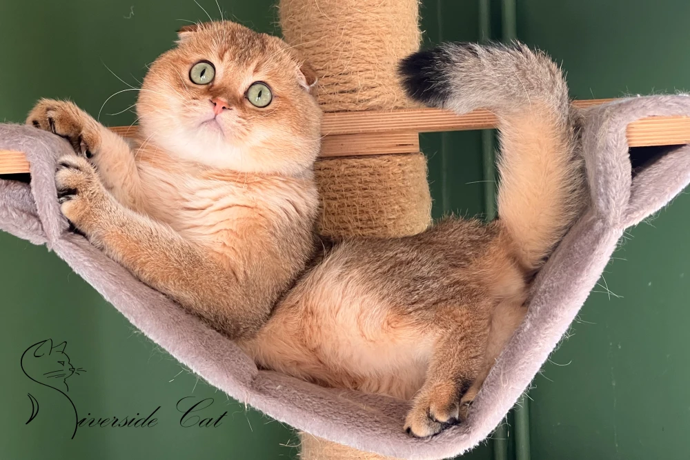 Skót lógófülű macska - Black Golden Shaded színnel