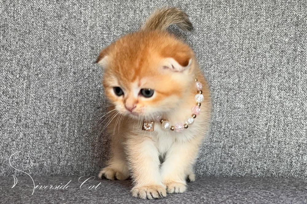 Skót lógófülű macska - Chocolate Golden Shaded színnel