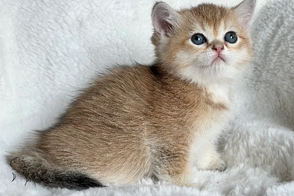 Brit macska - Black Golden Shaded színnel