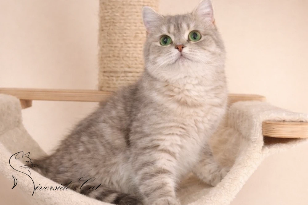 Brit rövidszőrű macska - Blue Golden Mackerel Tabby színnel