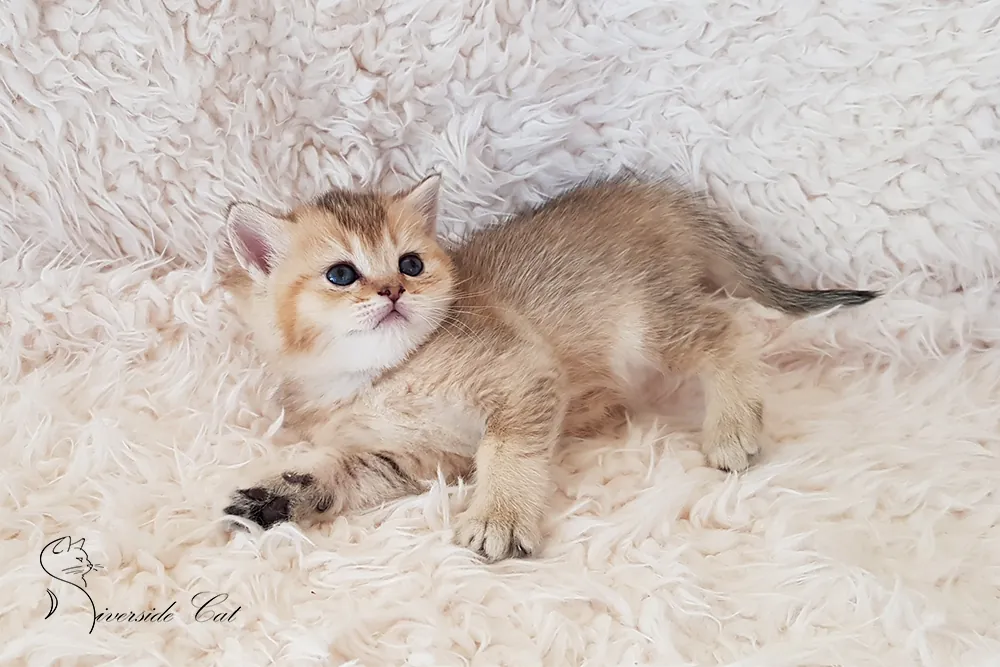 Brit macska - Black Golden Ticked Tabby színnel