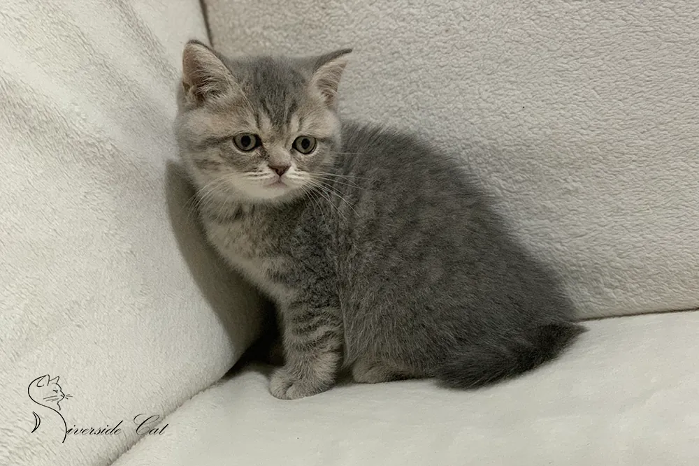 Brit macska - Blue Mackerel Tabby színnel