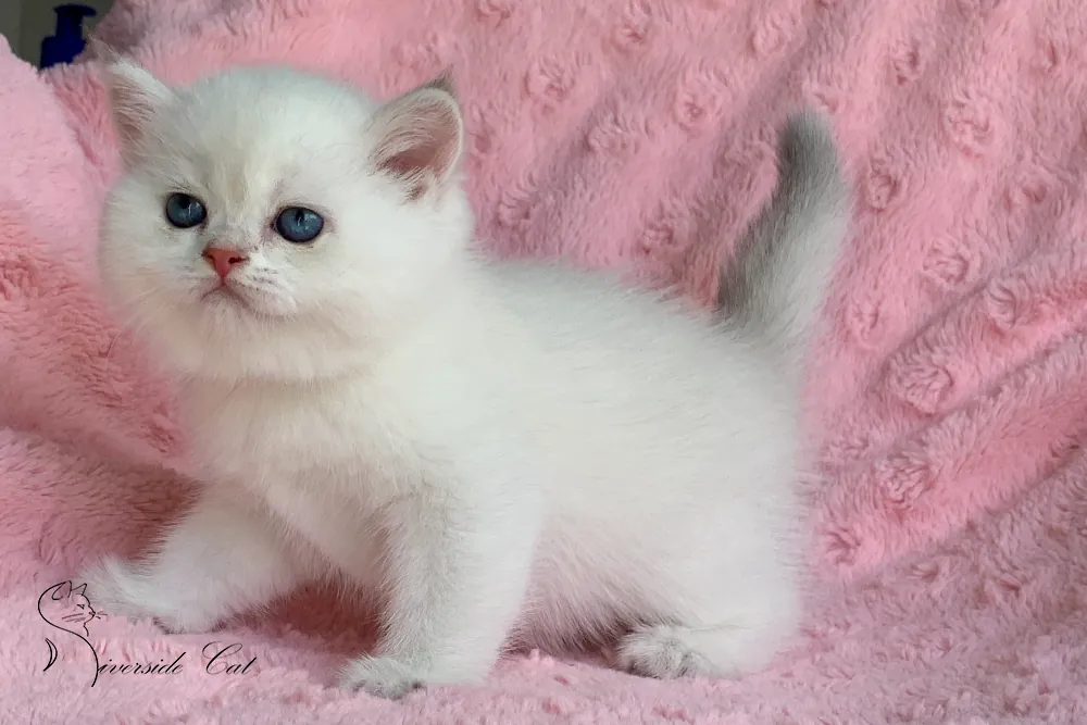 Skót állófülű macska - Blue Golden Shaded Point színnel