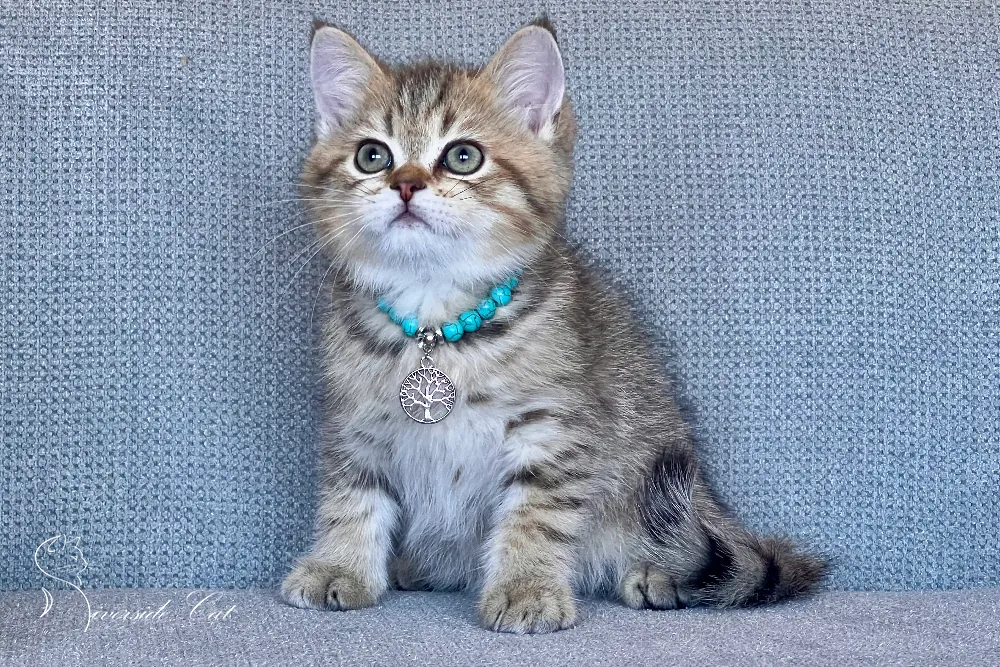 Brit macska - Black Golden Mackerel Tabby színnel