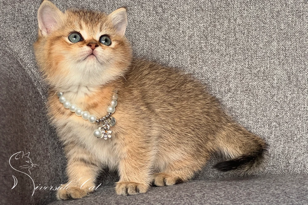 Skót állófülű macska - Black Golden Shaded színnel