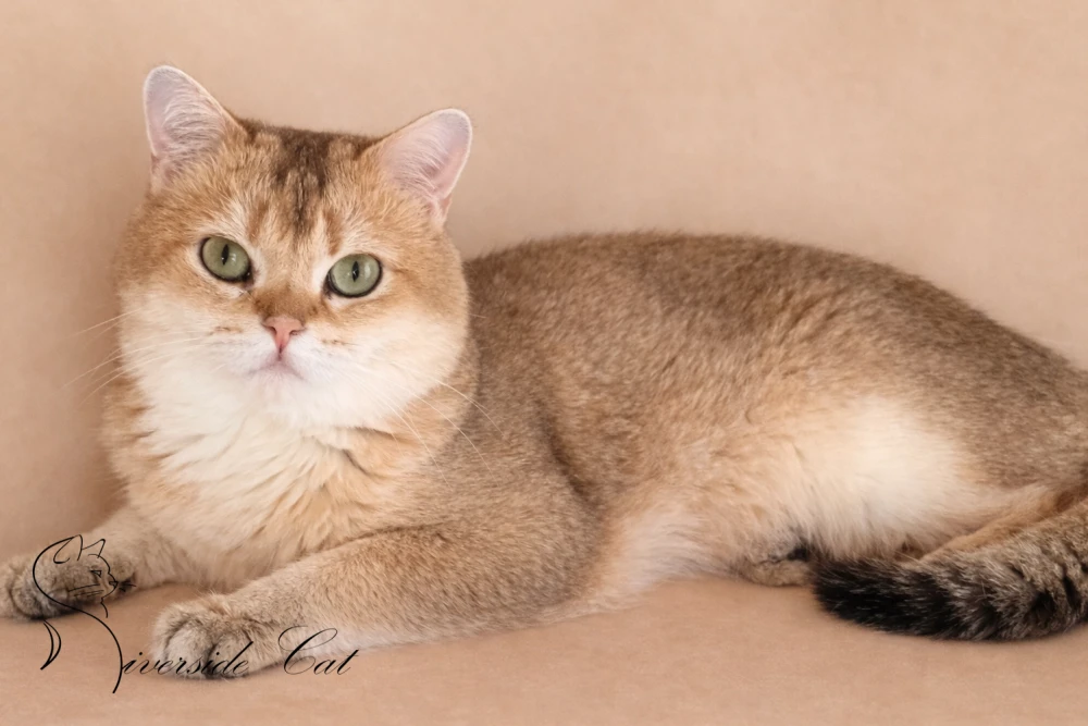 Brit rövidszőrű macska - Black Golden Shaded színnel