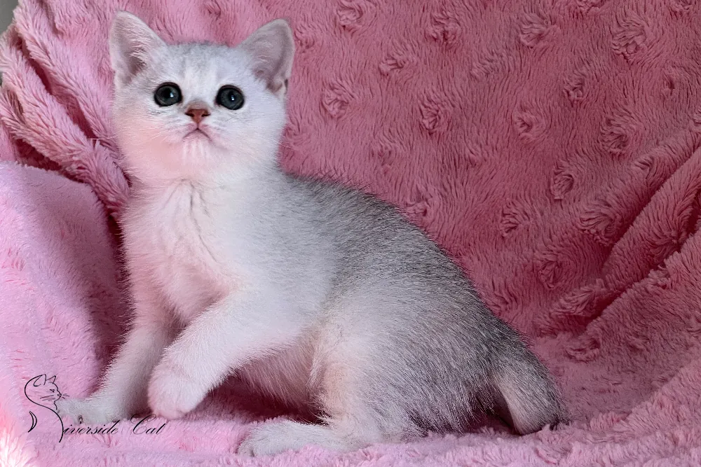 Brit macska - Blue Silver Shaded színnel