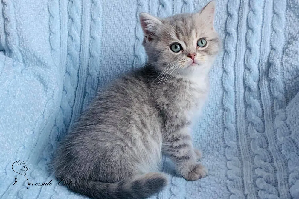 Skót állófülű macska - Blue Golden Shaded színnel