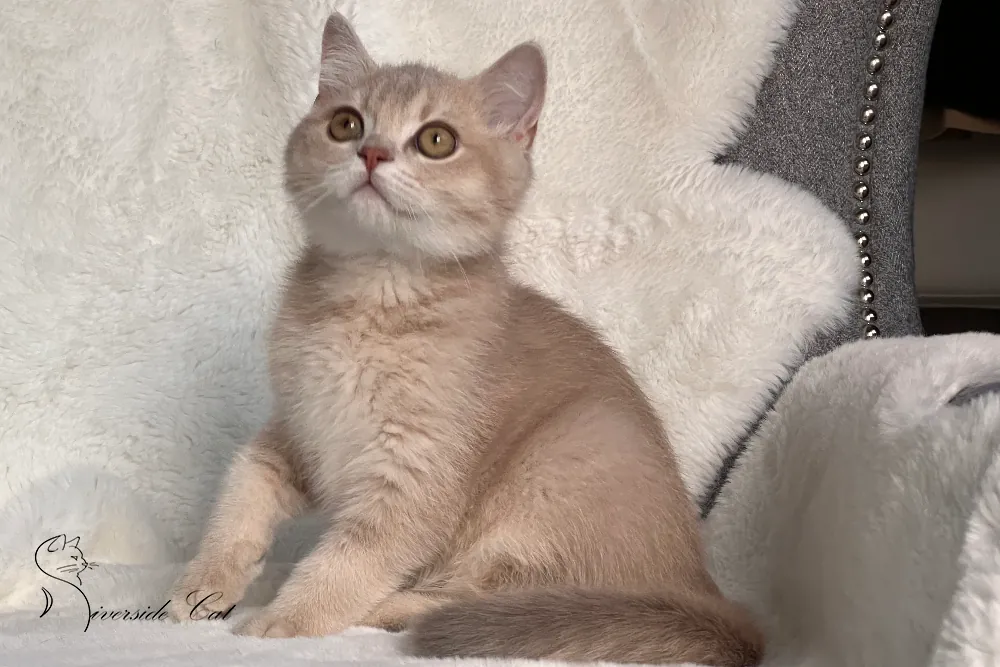 Skót állófülű macska - Blue Golden Shaded színnel