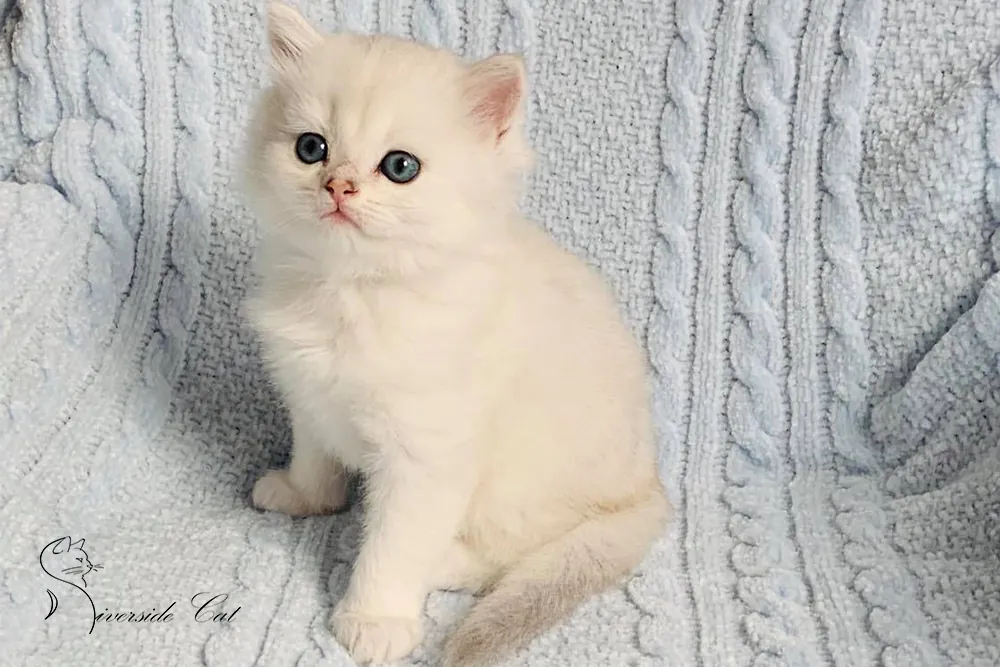 Brit macska - Blue Silver Shaded színnel