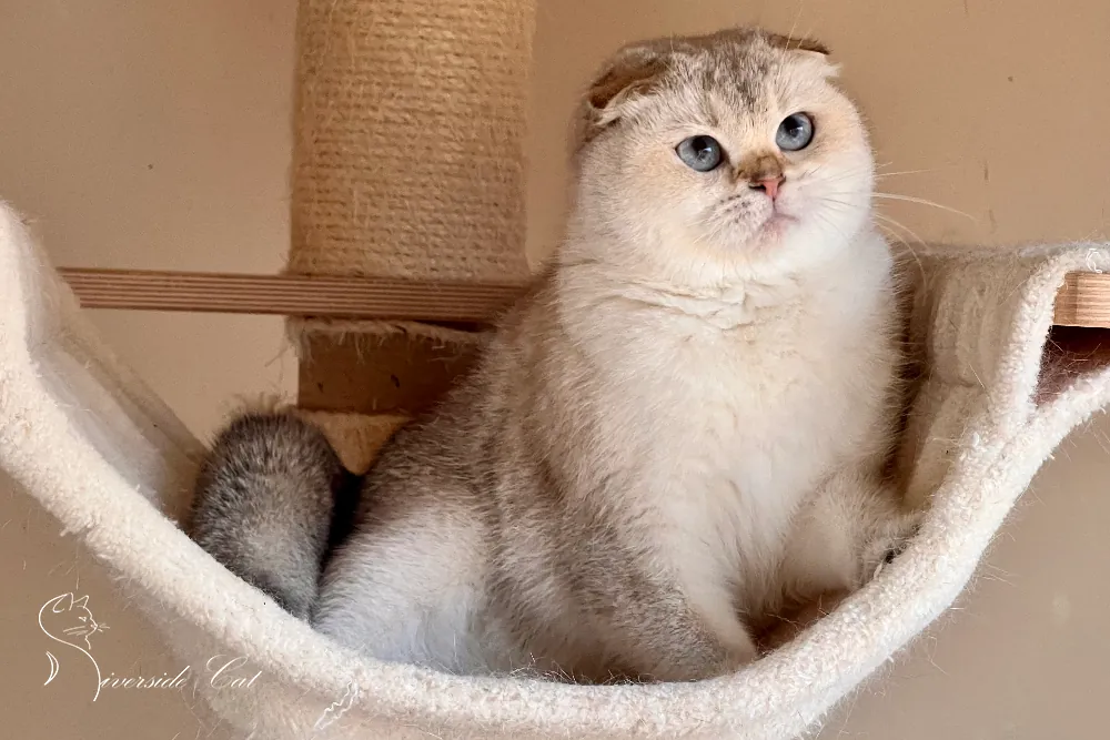 Skót lógófülű macska - Black Golden Shaded Point színnel