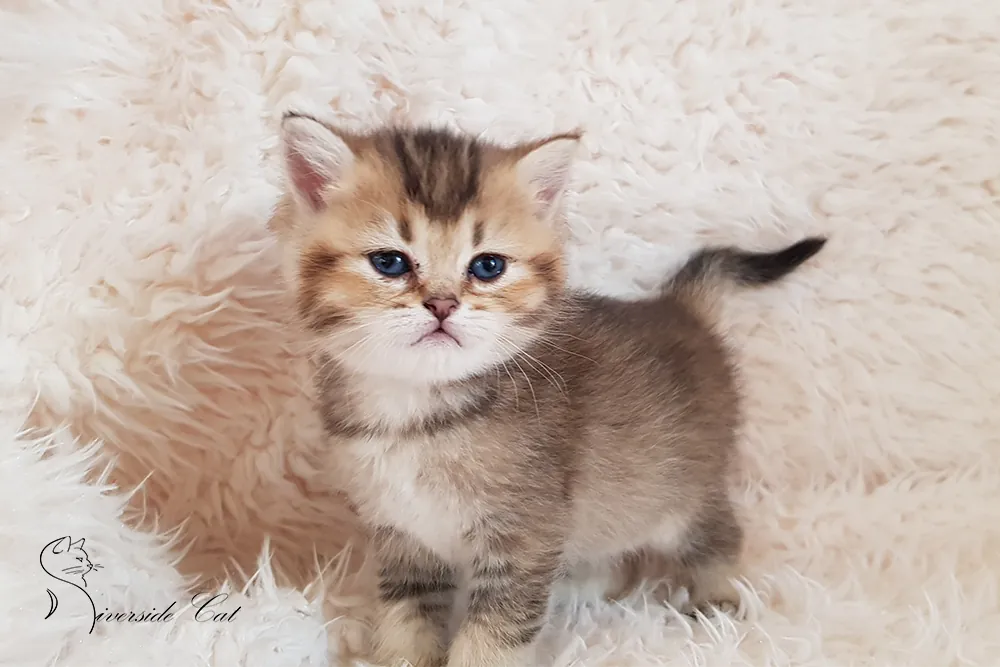 Brit macska - Black Golden Ticked Tabby színnel