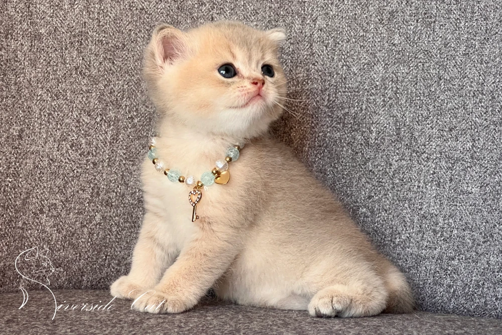 Brit rövidszőrű macska - Blue Golden Shaded színnel