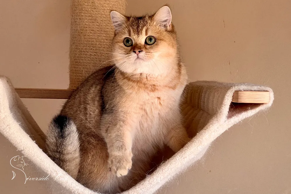 Skót állófülű macska - Black Golden Shaded színnel