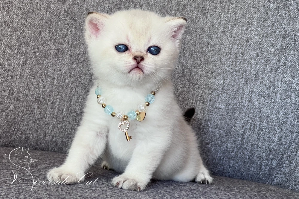 Brit rövidszőrű macska - Black Golden Shaded Point színnel