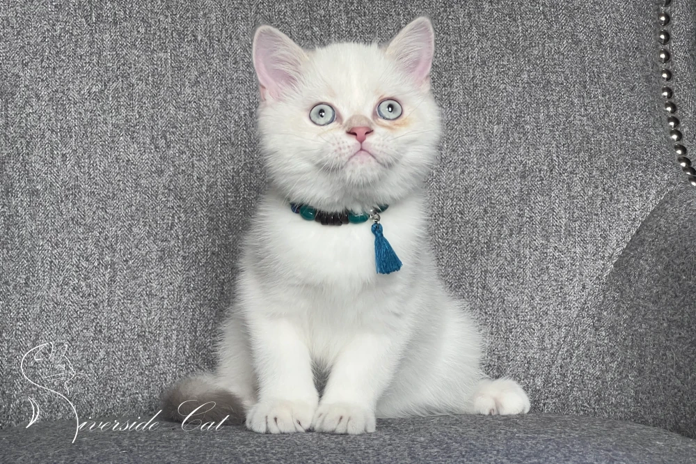 Skót állófülű macska - Lilac Golden Tabby Point színnel