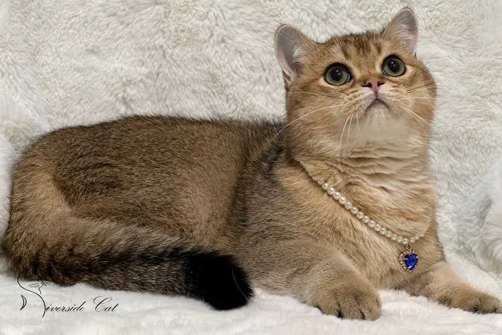 Brit macska - Black Golden Shaded színnel