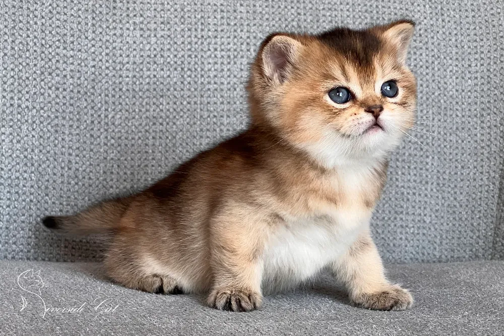 Brit macska - Black Golden Ticked Tabby színnel