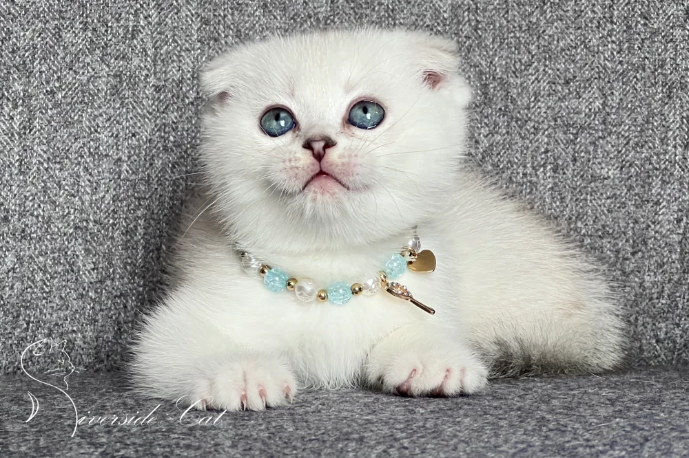 Skót lógófülű macska - Chocolate Golden Shaded Point színnel