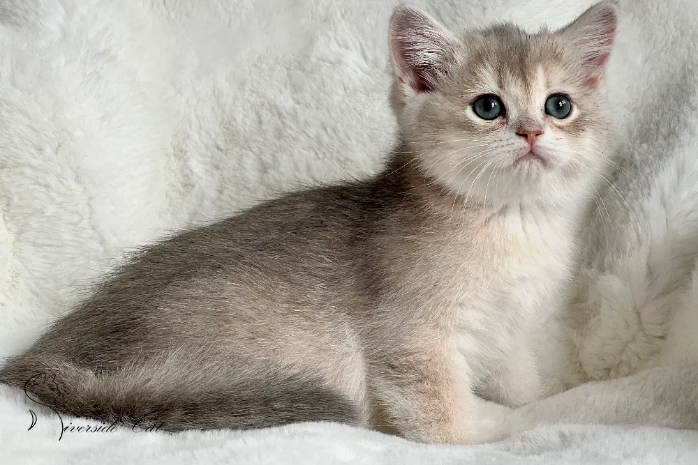 Brit macska - Blue Golden Shaded színnel