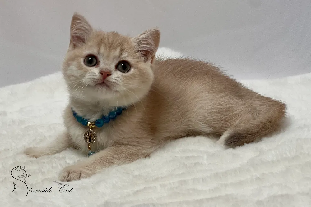 Brit macska - Lilac Golden Shaded színnel