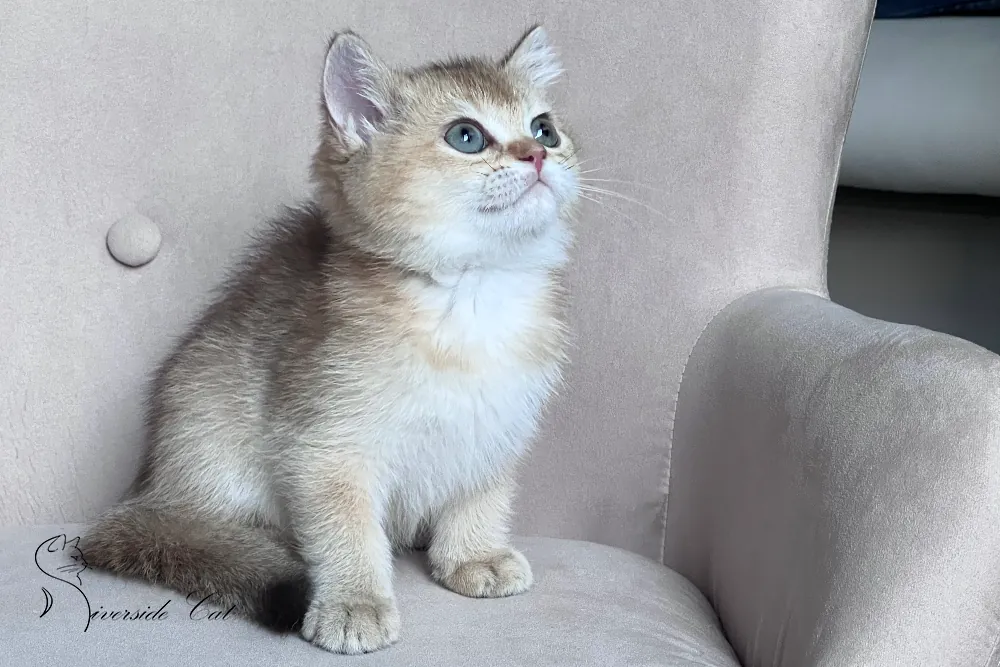 Brit macska - Black Golden Shaded színnel