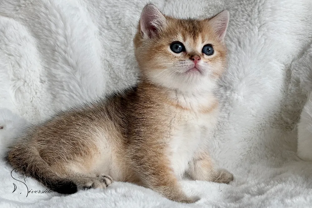 Brit macska - Black Golden Ticked Tabby színnel