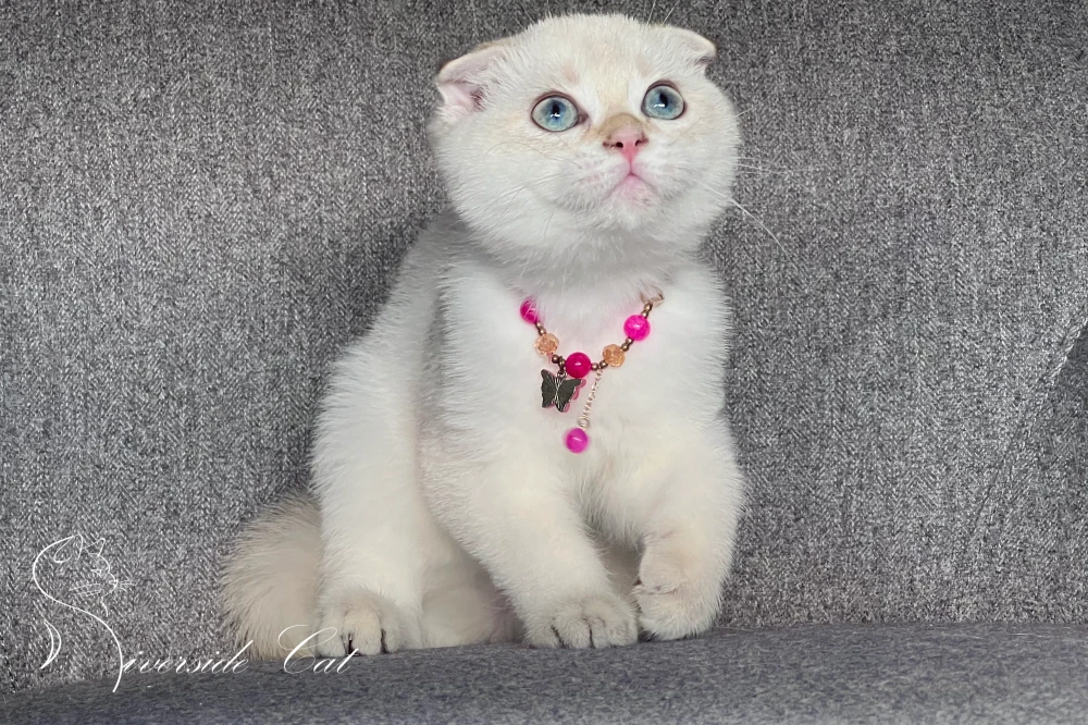 Skót lógófülű macska - Black Golden Tabby Point színnel