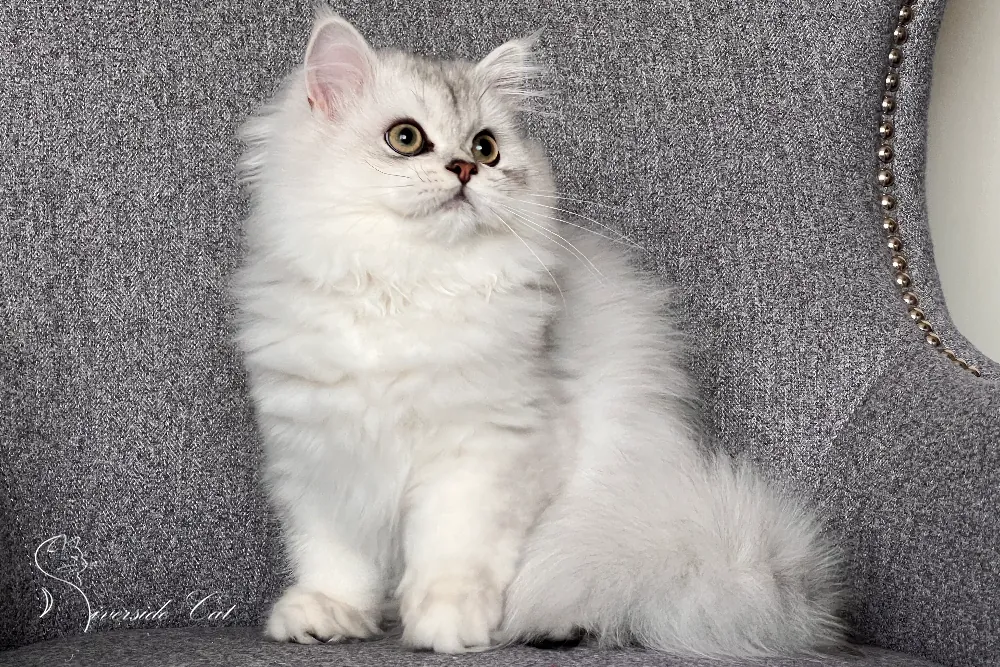 Brit macska - Black Silver Shaded színnel