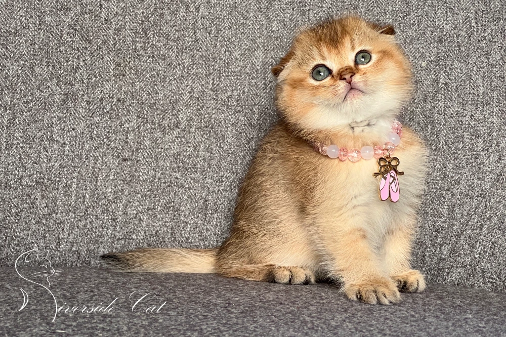 Skót lógófülű macska - Black Golden Shaded színnel