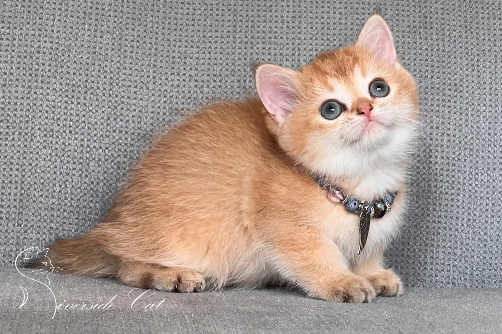 Skót állófülű macska - Chocolate Golden Shaded színnel