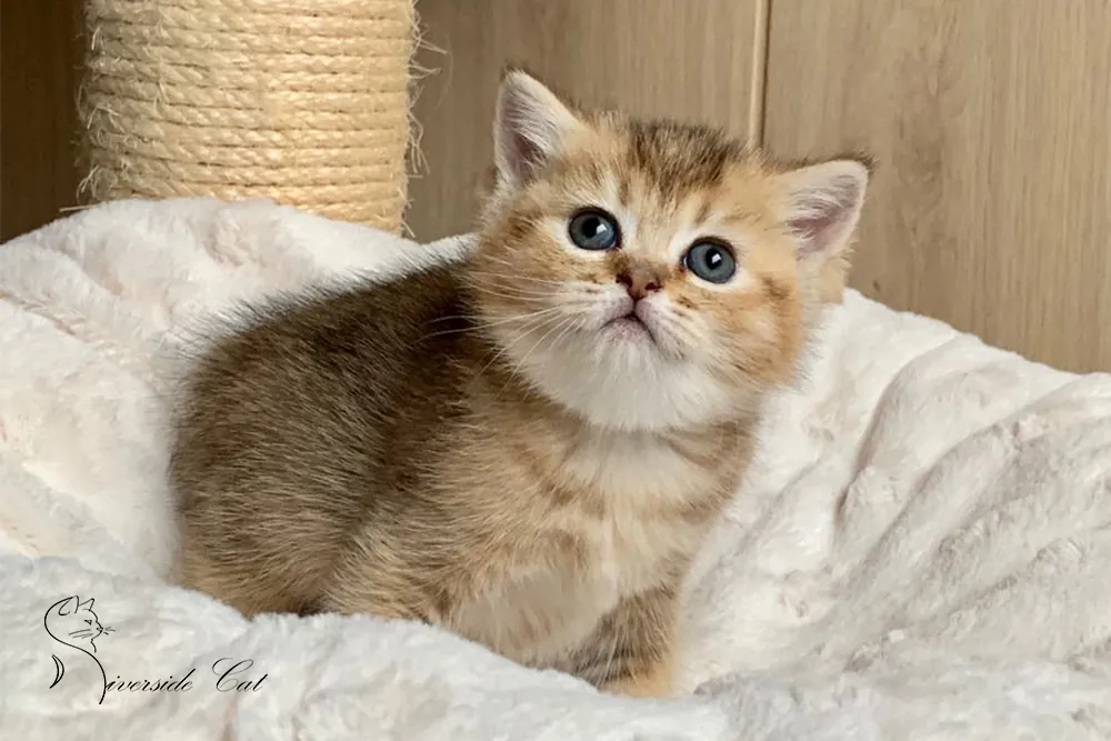 Brit macska - Black Golden Ticked Tabby színnel