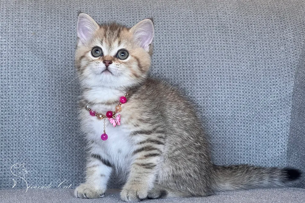 Brit macska - Black Golden Mackerel Tabby színnel