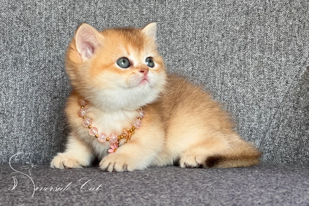 Skót állófülű macska - Chocolate Golden Shaded színnel