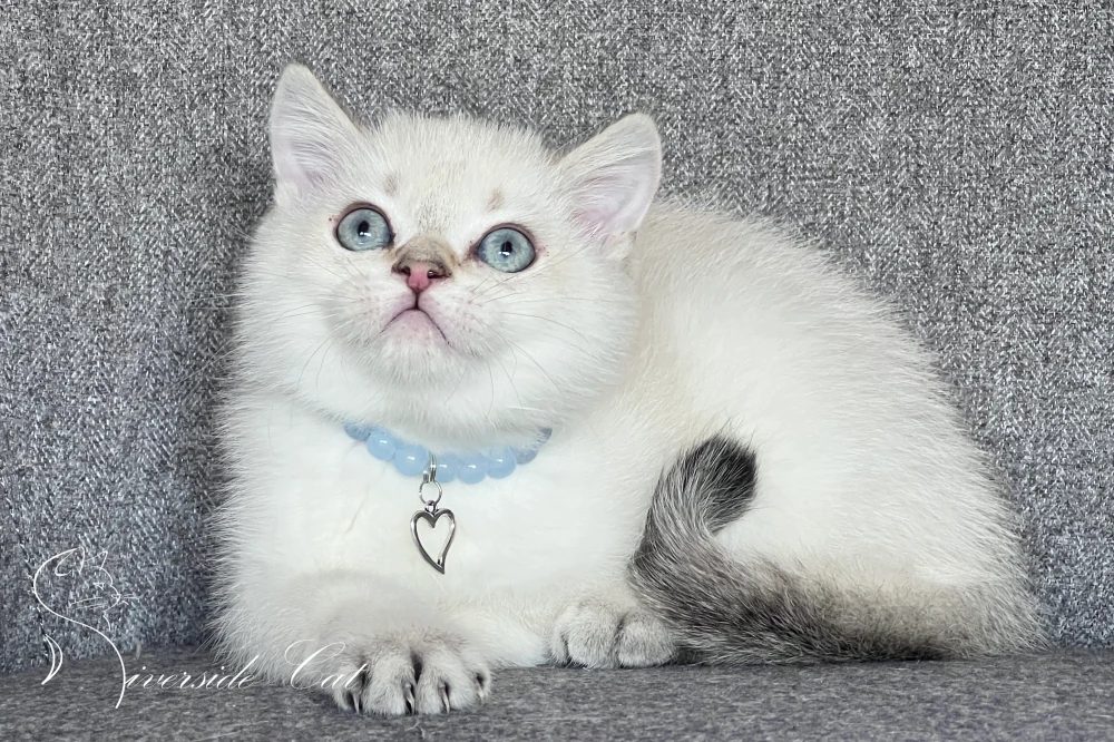 Skót állófülű macska - Chocolate Golden Tabby Point színnel