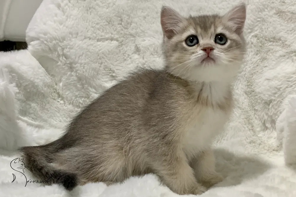 Brit macska - Blue Golden Shaded színnel