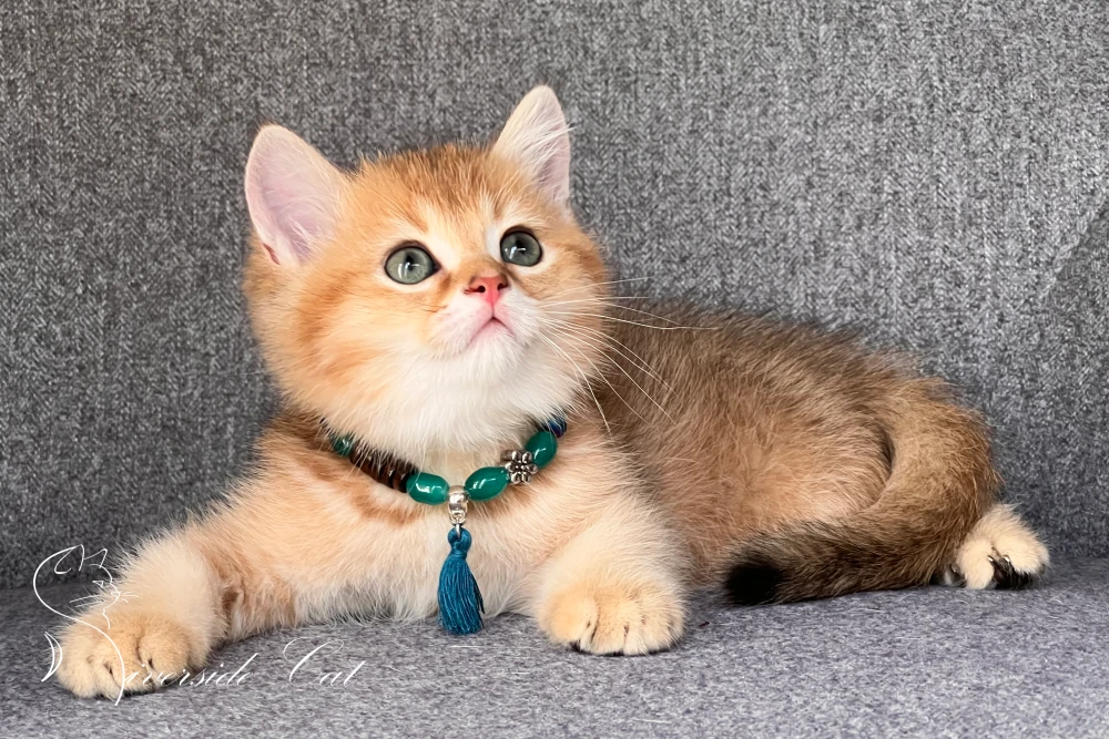 Skót állófülű macska - Black Golden Shaded színnel