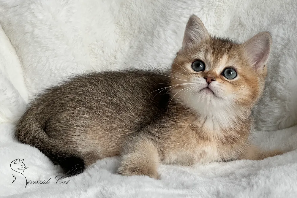 Brit macska - Black Golden Ticked Tabby színnel